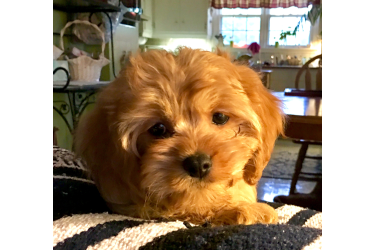 Cavachon Puppy for Adoption