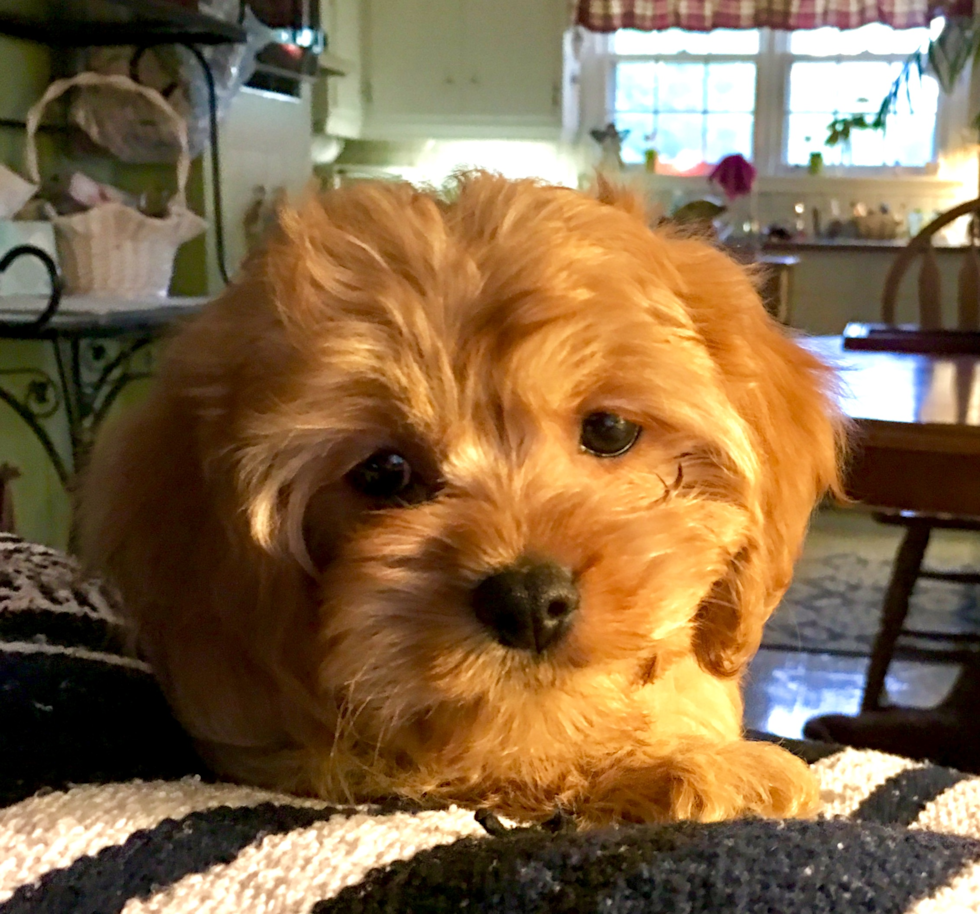 Fluffy Cavachon Designer Pup