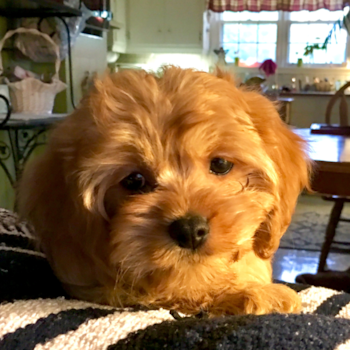 Fluffy Cavachon Designer Pup