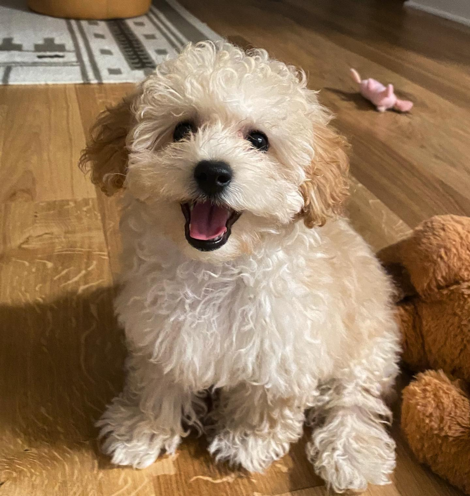 Petite Poochon Poodle Mix Pup