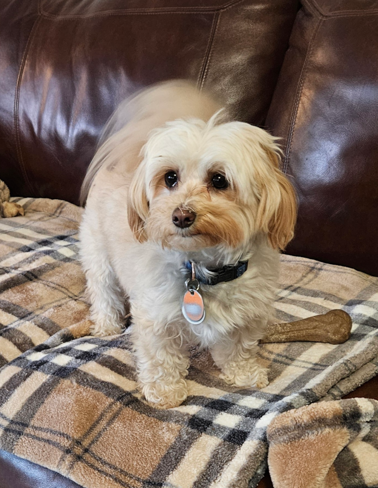 Cute Maltipoo Pup