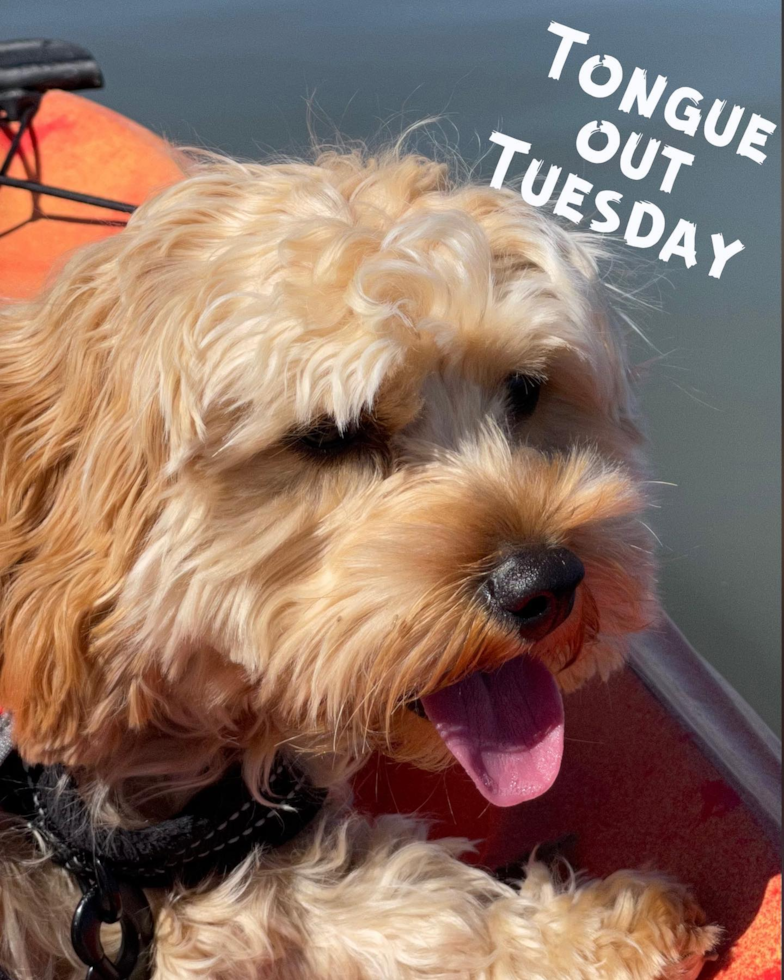 Cute Cavapoo Pup