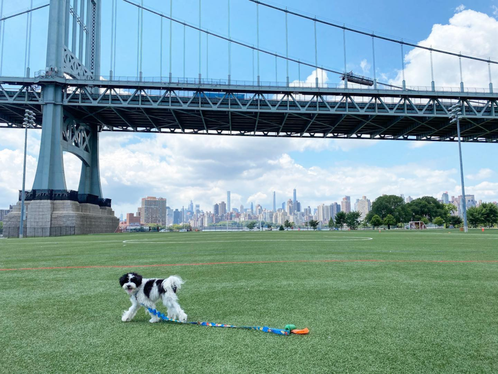 New York Havanese Pup