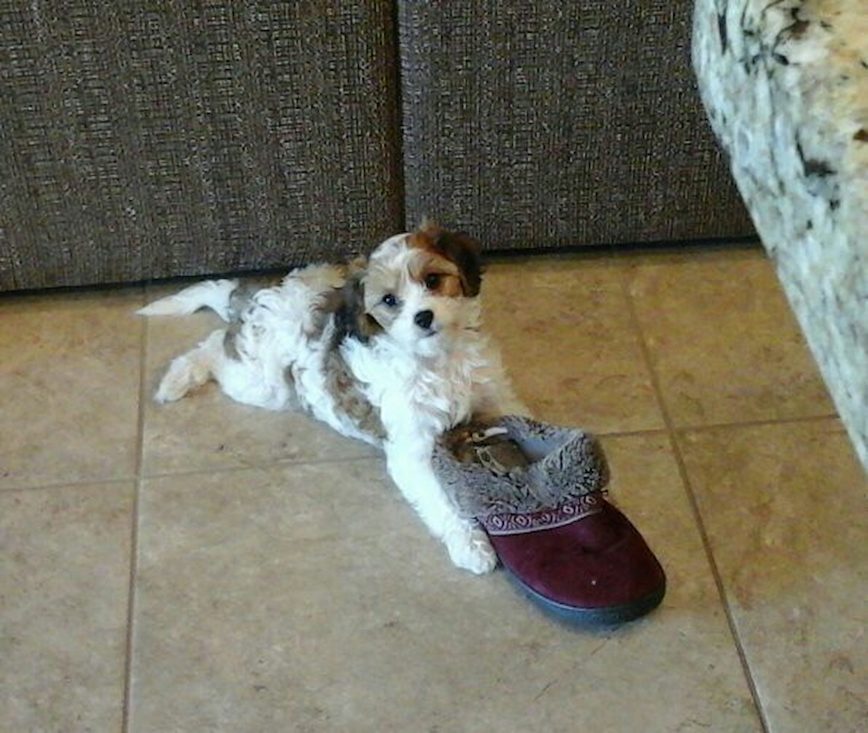 Cavachon Being Cute