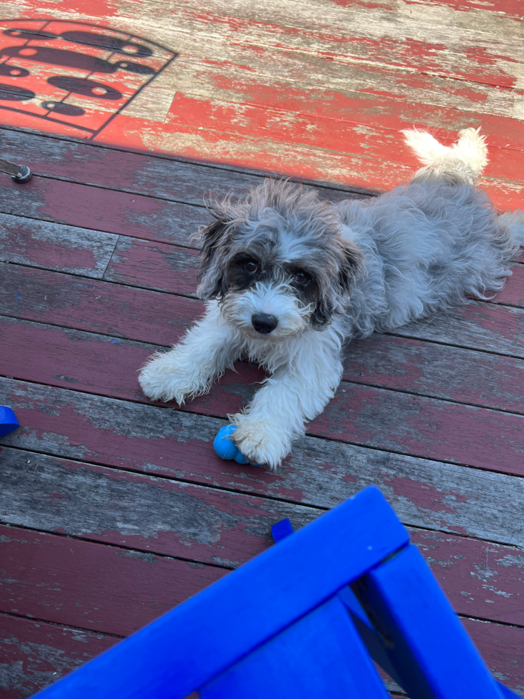 Adorable Cavoodle Poodle Mix Pup