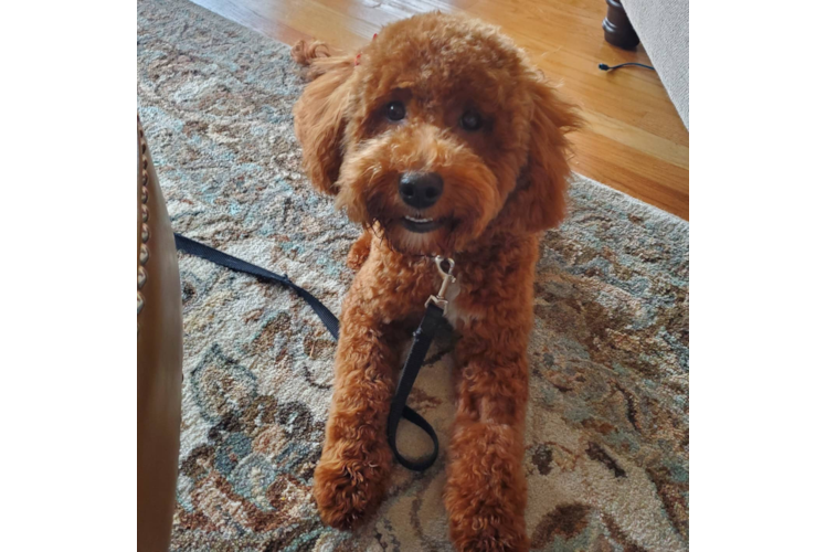 Mini Goldendoodle Puppy for Adoption