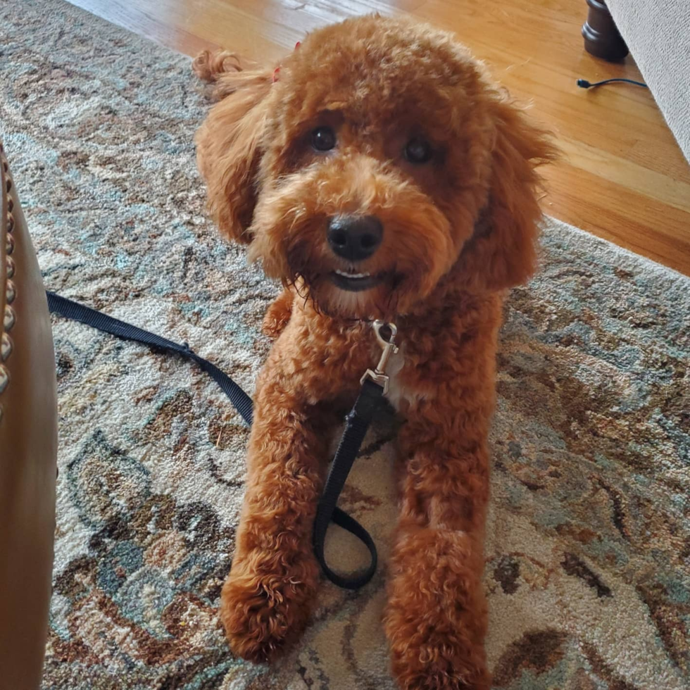 Smart Mini Goldendoodle Poodle Mix Pup