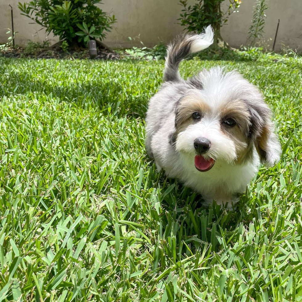 Mini Aussiedoodle Being Cute