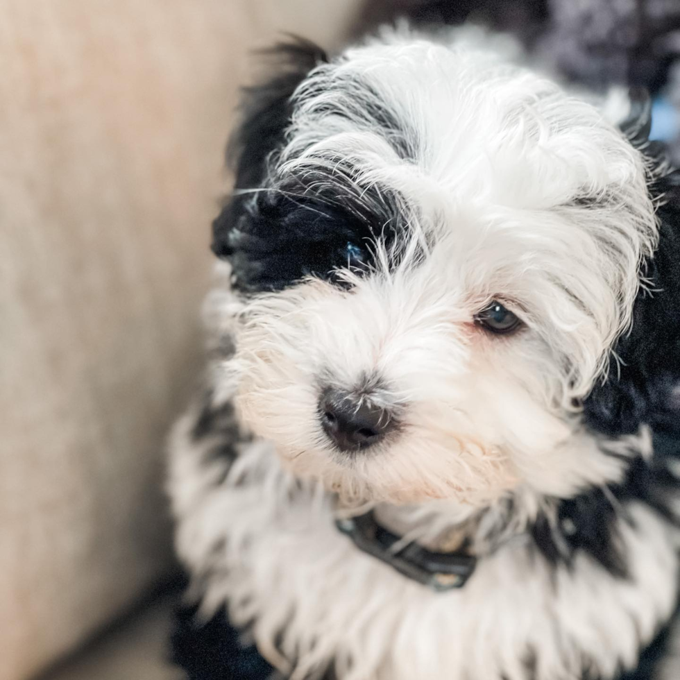 Small Mini Sheepadoodle Pup in Princeton NJ