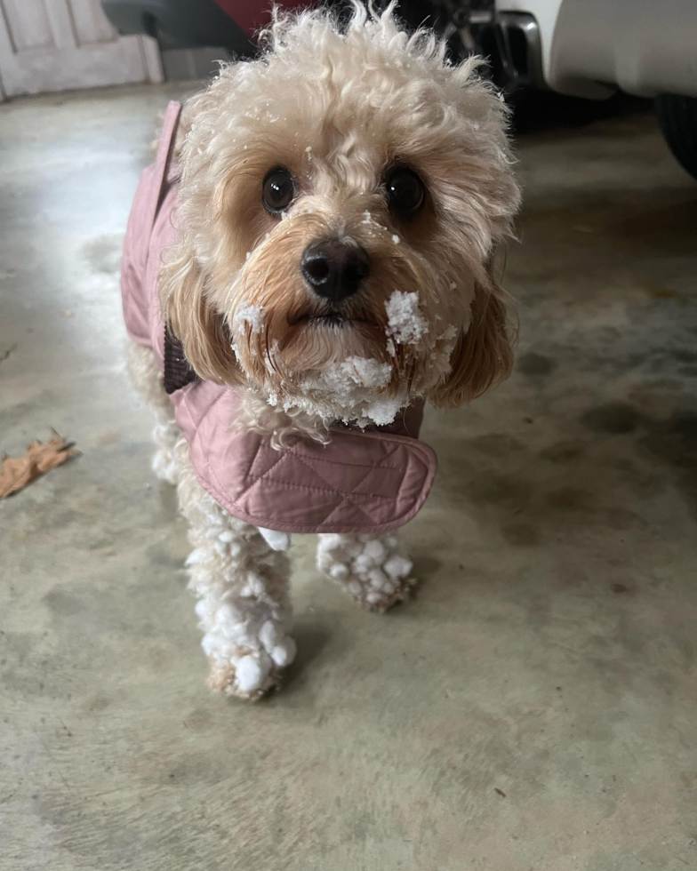 Hypoallergenic Cavoodle Poodle Mix Pup