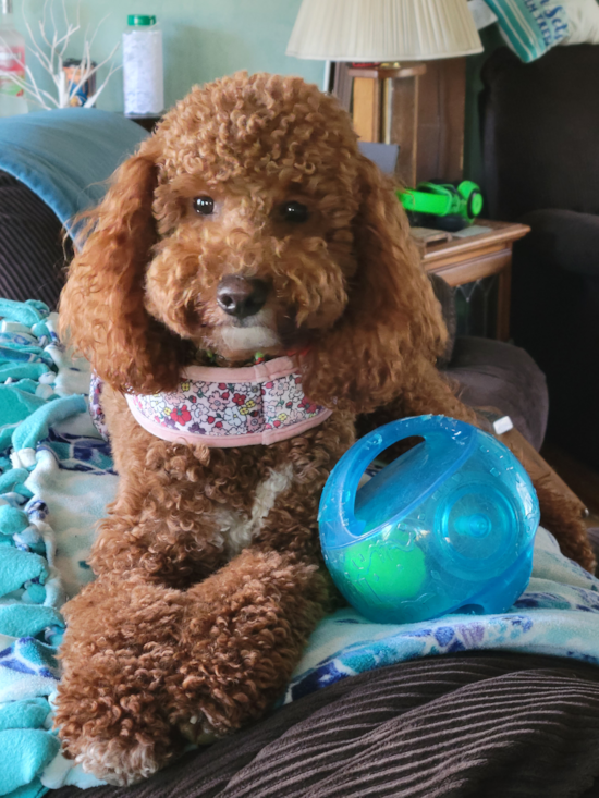 Friendly Mini Goldendoodle Pup