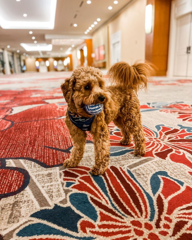 Cavapoo Being Cute