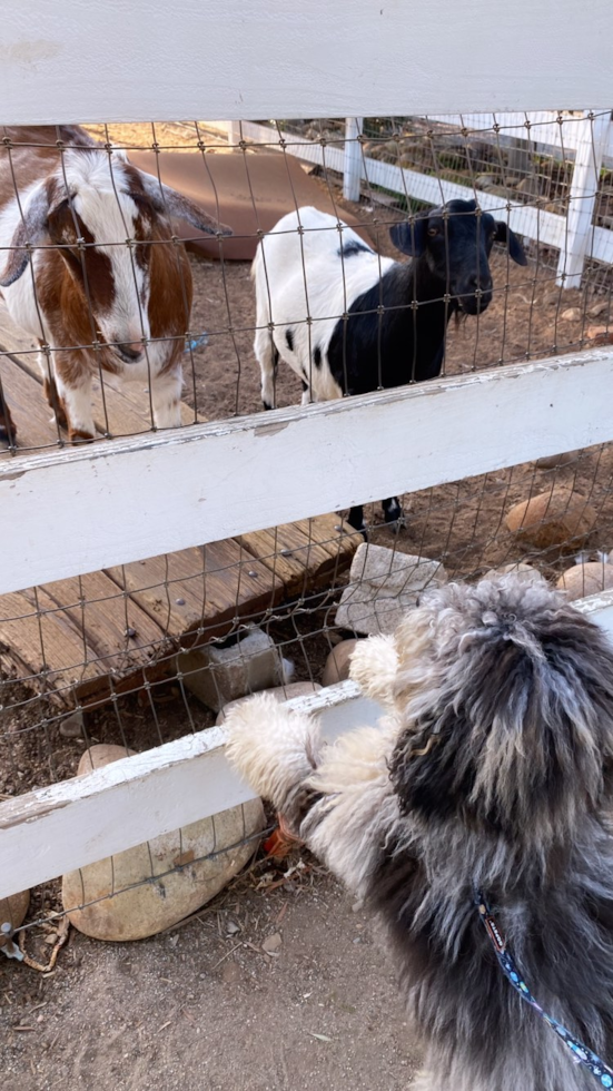 San Diego Mini Sheepadoodle Pup