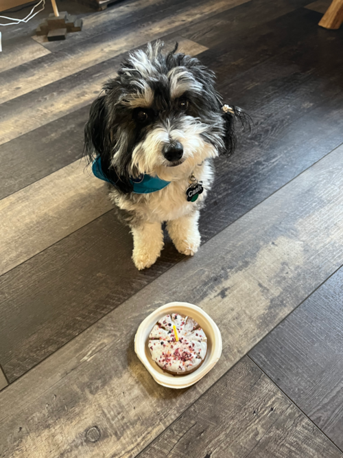 Little Aussie Bichon Designer Pup