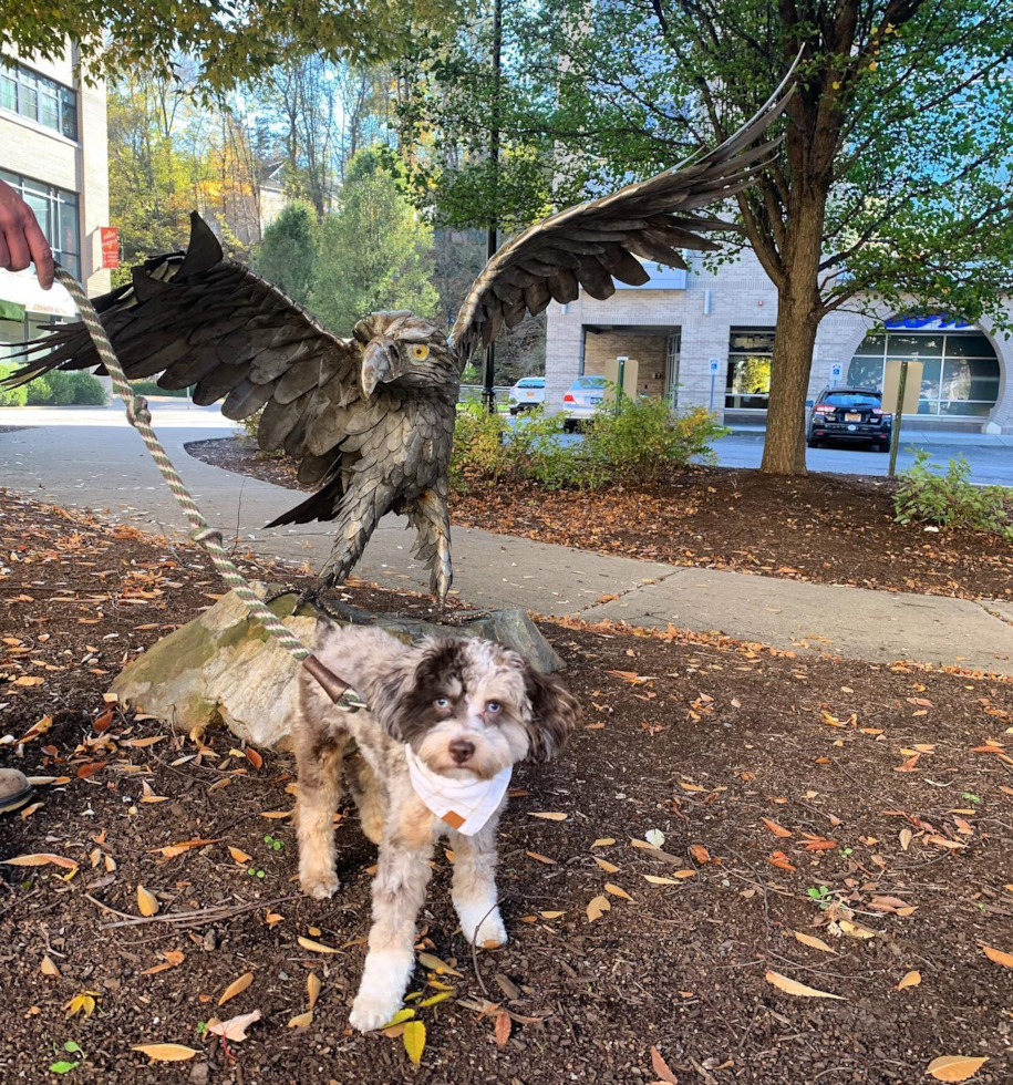 Sweet Mini Aussiedoodle Pup in Weston CT