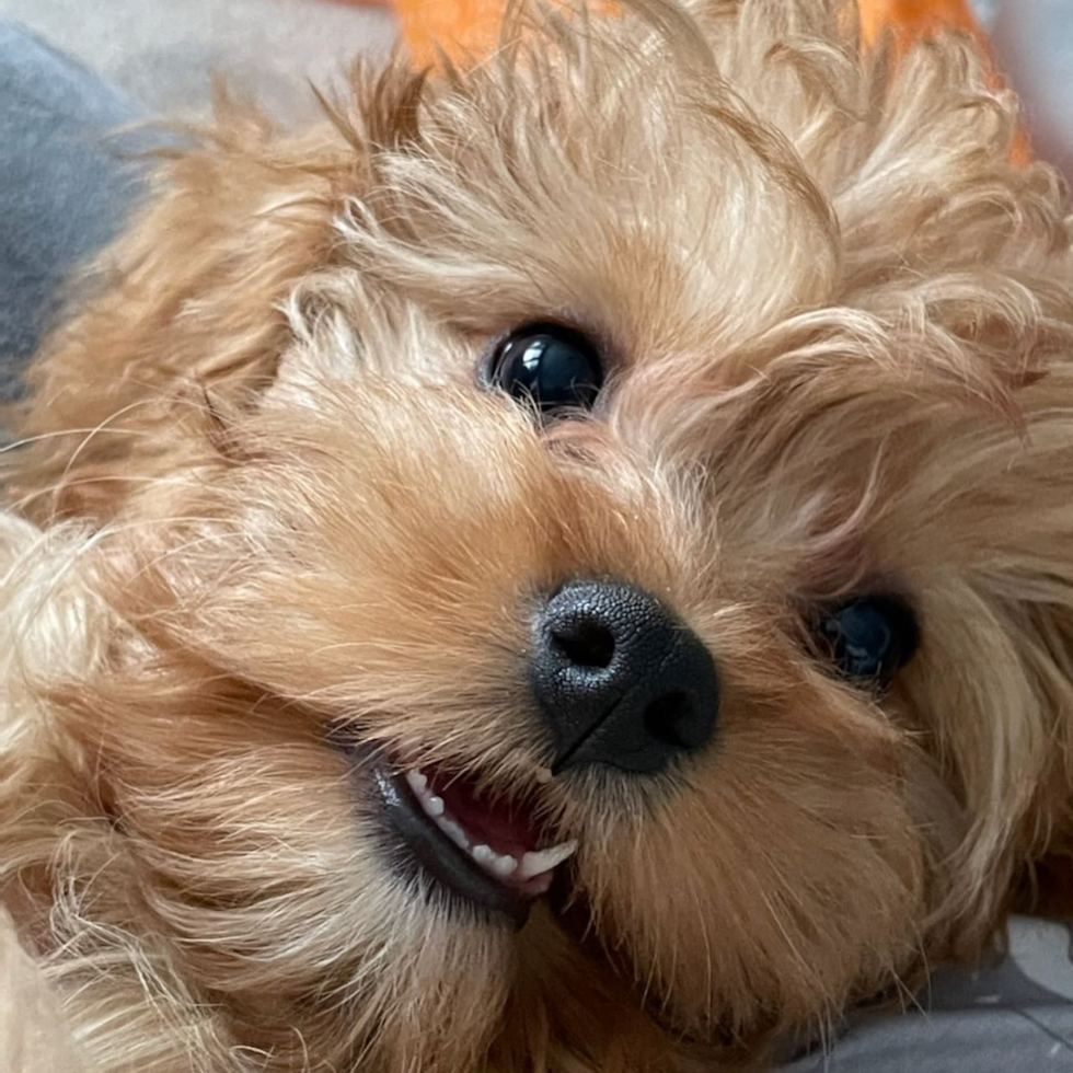 Hypoallergenic Cavoodle Poodle Mix Pup