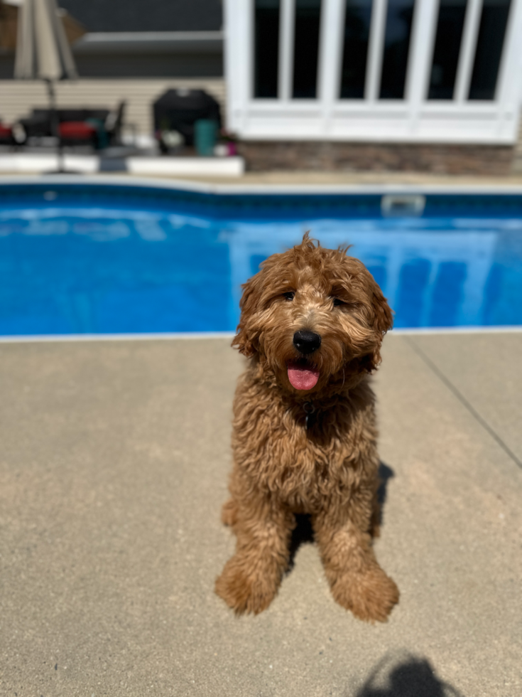 Friendly Mini Goldendoodle Pup in