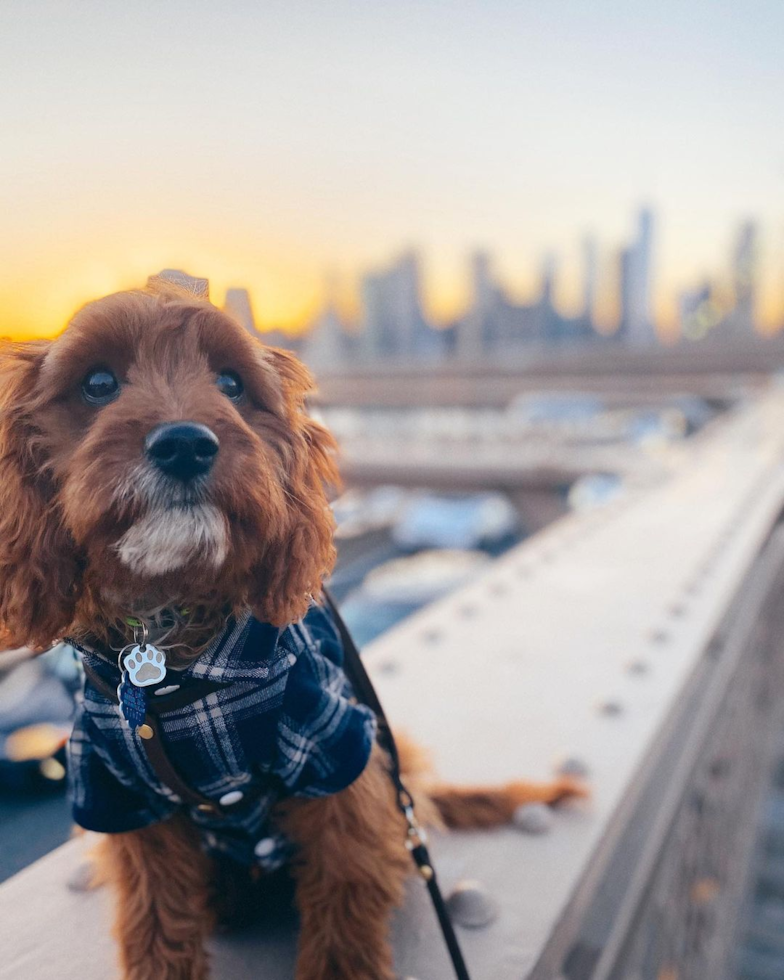 New York Cavapoo Pup