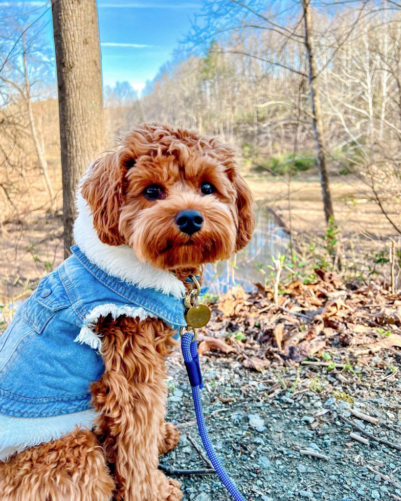 Happy Cavapoo Pup in Frederick MD