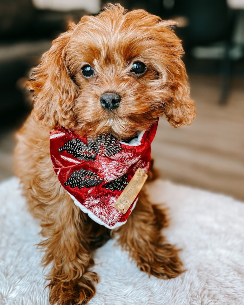 Cavapoo Being Cute