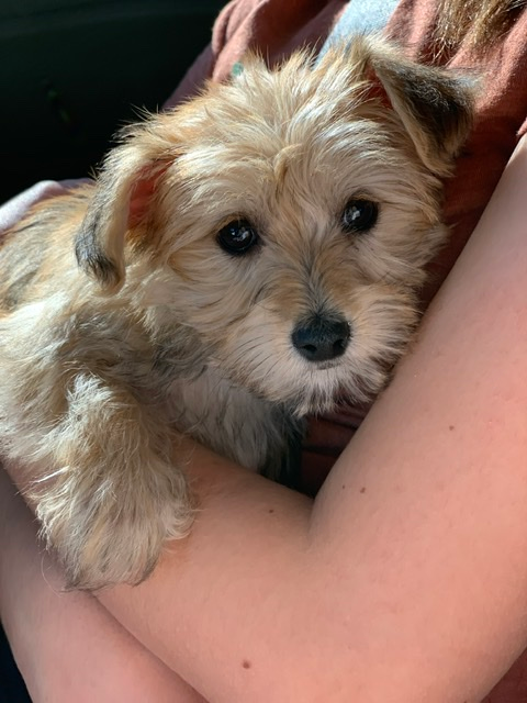 Dracut Morkie Pup