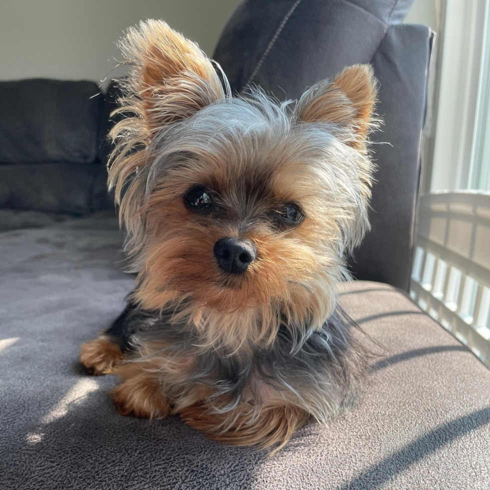 Small Yorkshire Terrier Pup