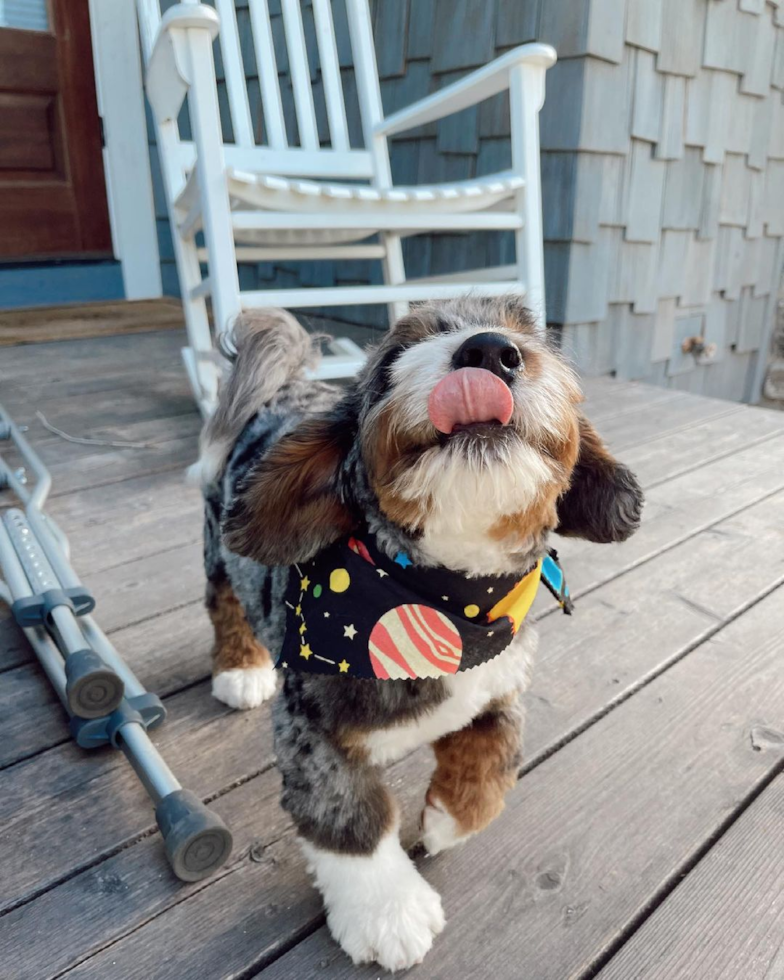 Mini Bernedoodle Being Cute