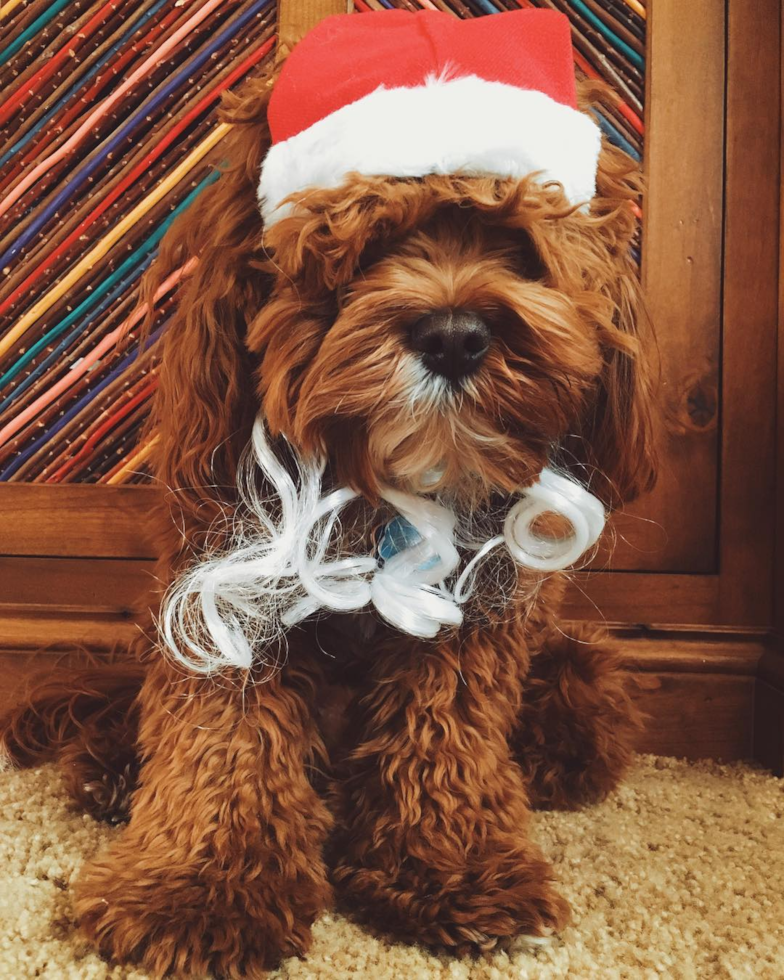 Fluffy Cavapoo Poodle Mix Pup