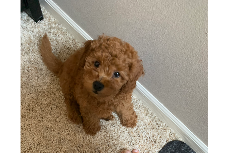 Hypoallergenic Golden Retriever Poodle Mix Puppy