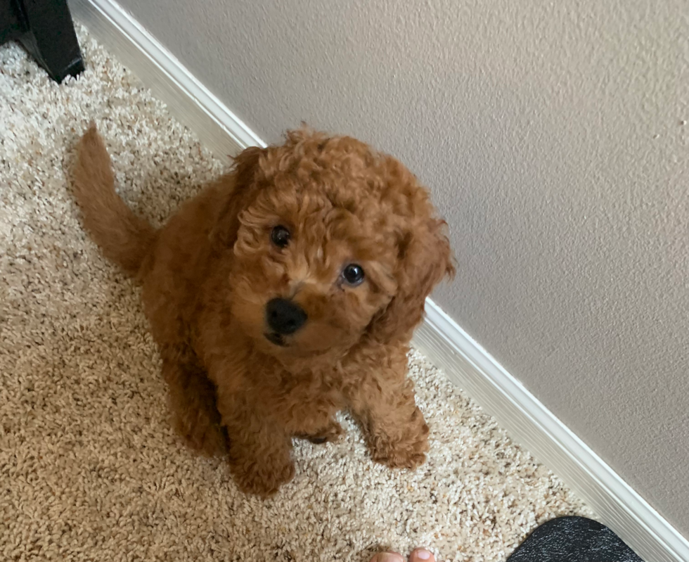 Warren Mini Goldendoodle Pup