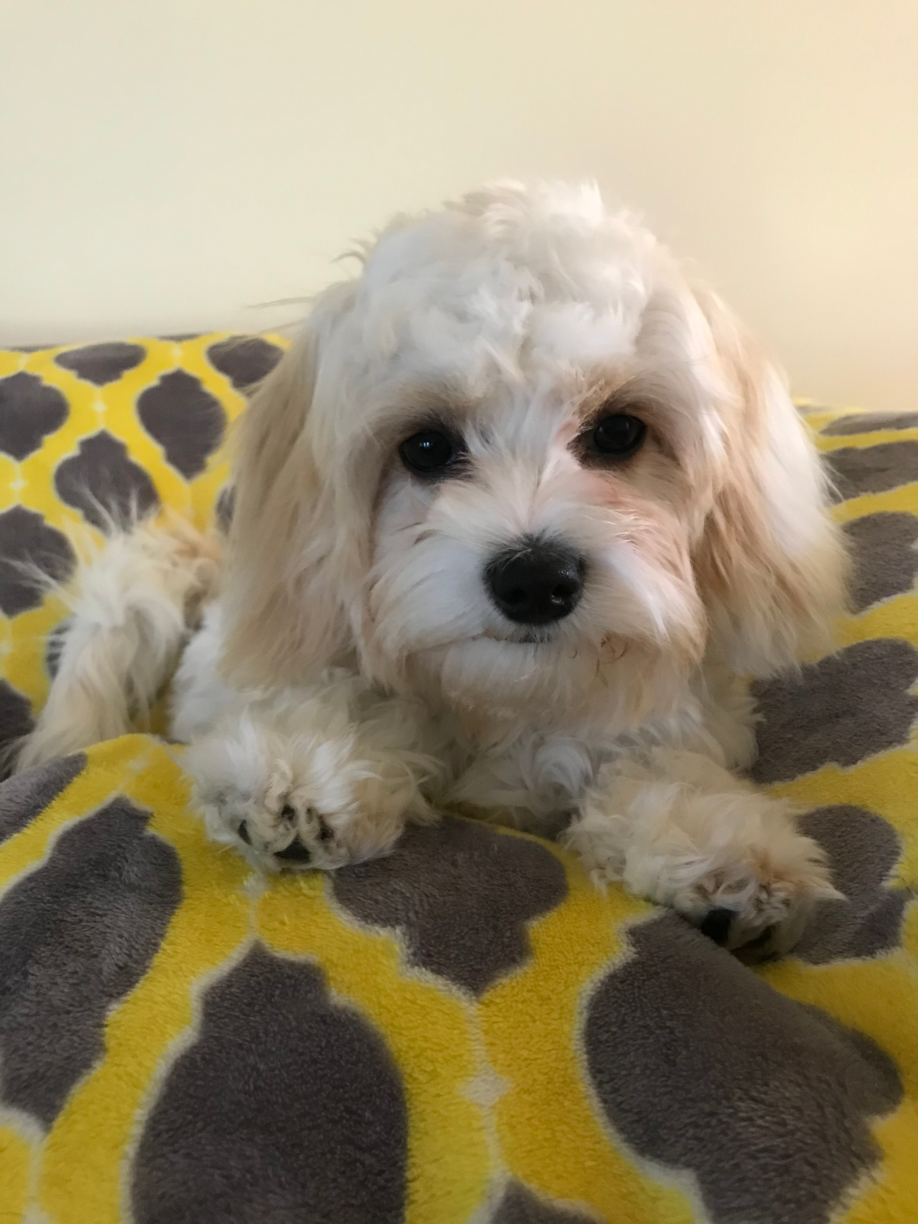 Cavachon Puppy for Adoption