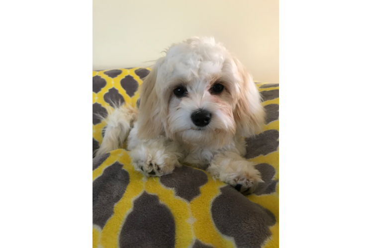 Cavachon Puppy for Adoption