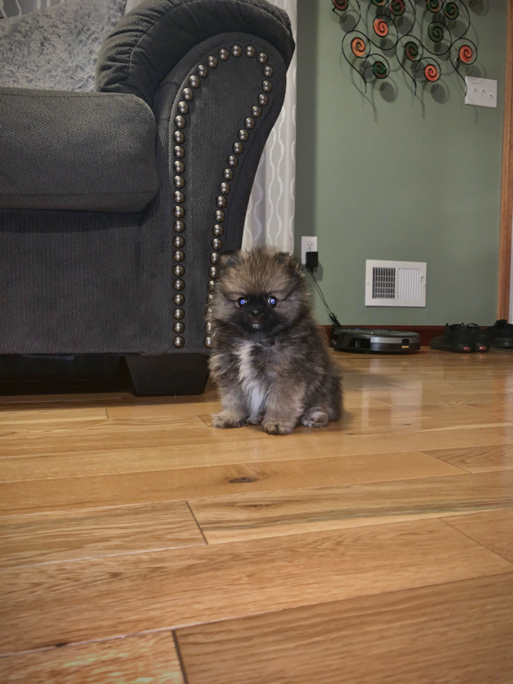 Sweet Pomeranian Purebred Pup