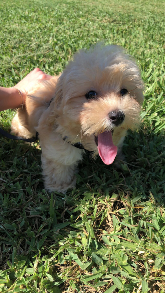 Maltipoo Being Cute