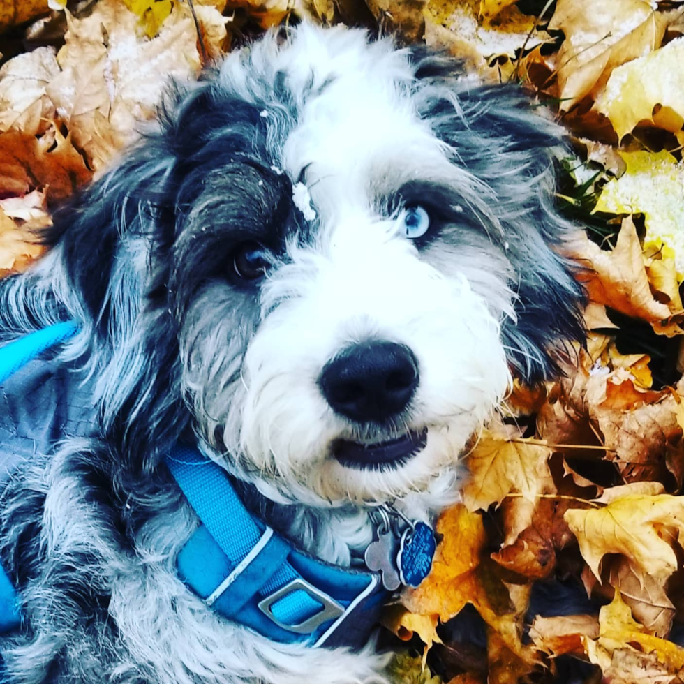 Mini Bernedoodle Being Cute