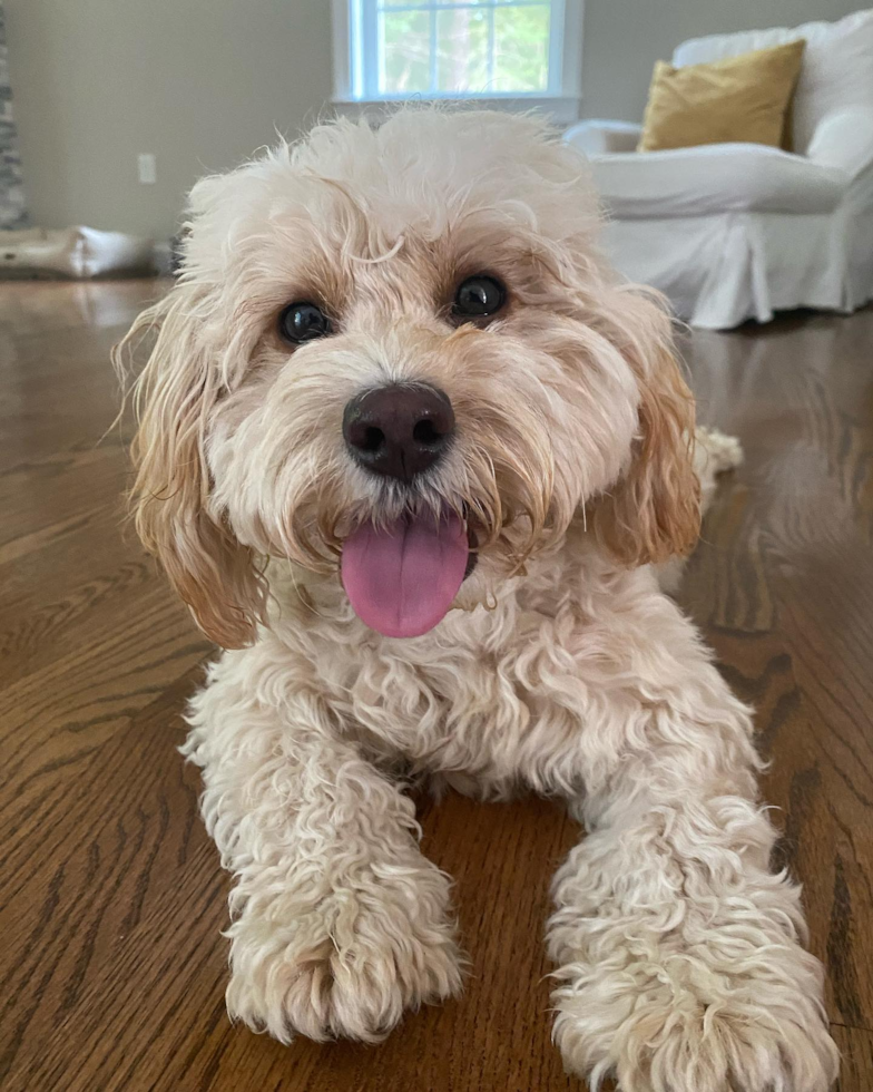 Small Cavapoo Pup