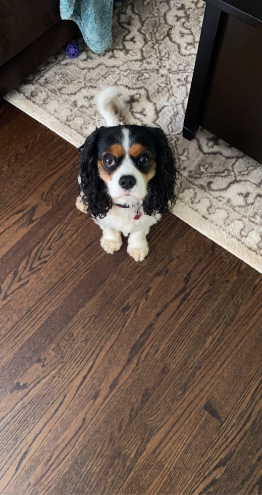 Hypoallergenic Cavalier King Charles Spaniel Pup