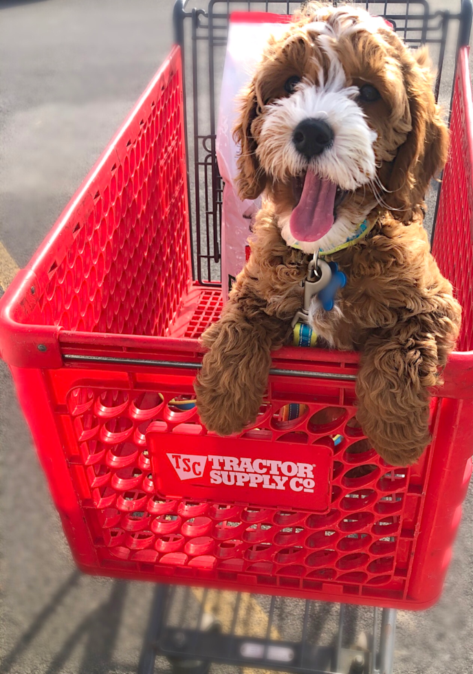 Bridgeport Cavapoo Pup