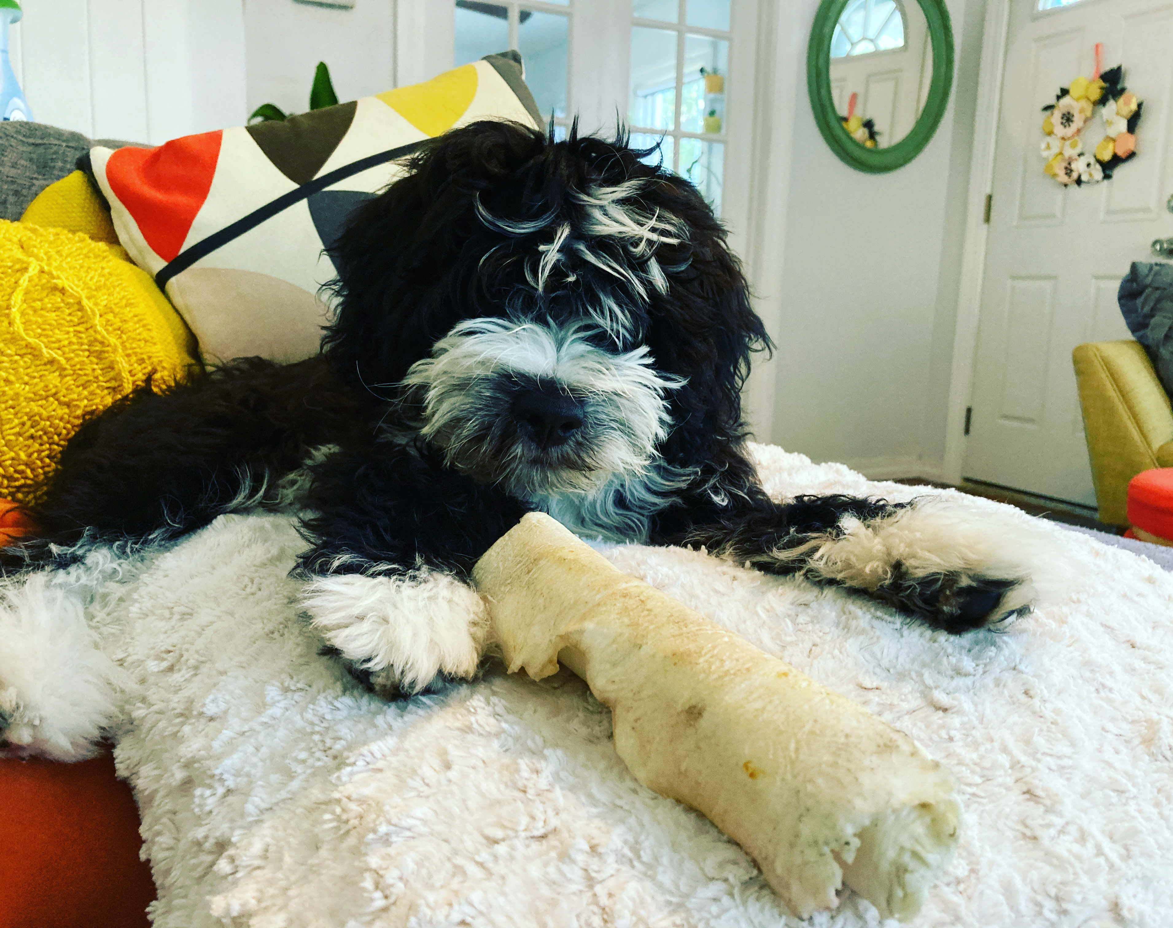 Adorable Mini Berniedoodle Poodle Mix Puppy