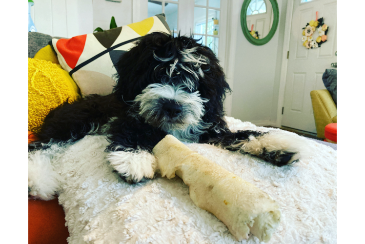 Adorable Mini Berniedoodle Poodle Mix Puppy