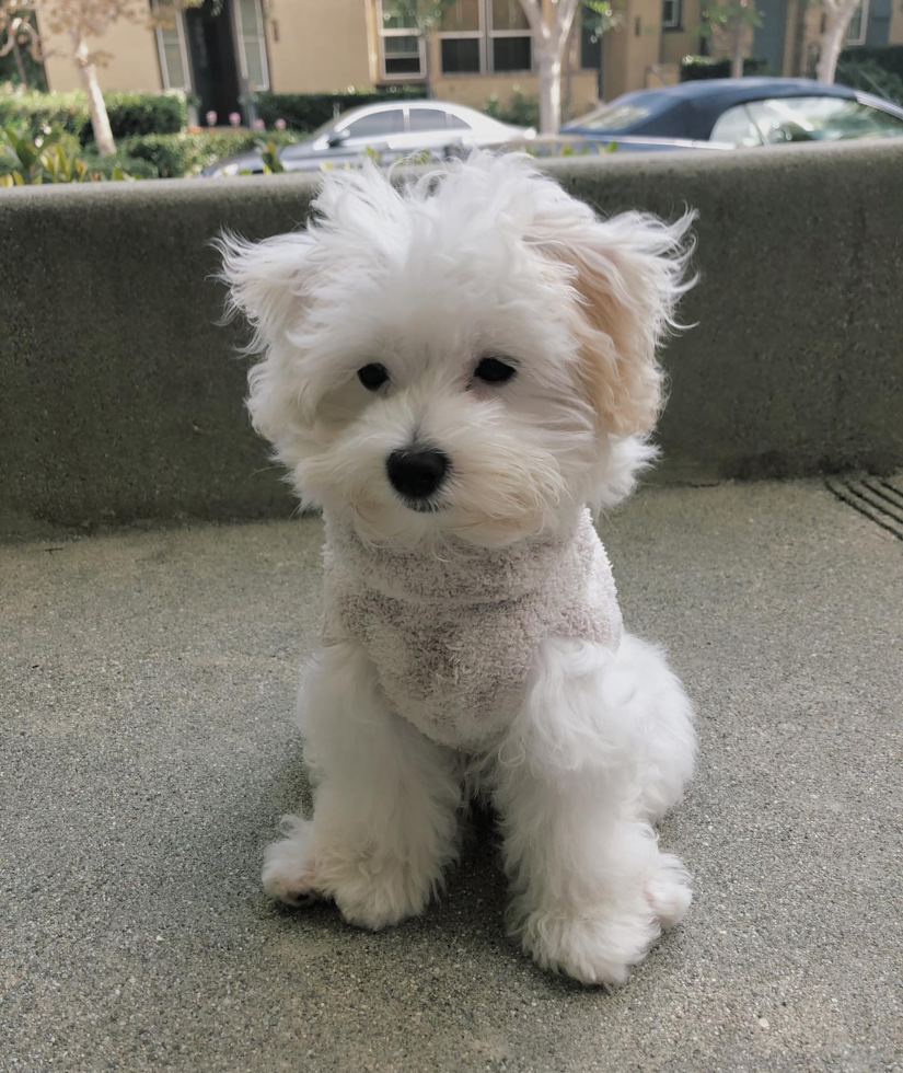 Irvine Maltipoo Pup