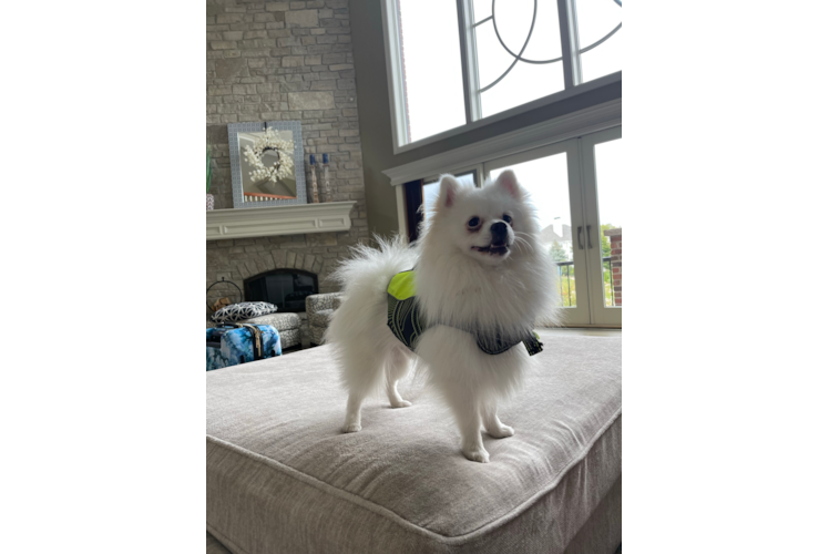 Akc Registered Pomeranian Purebred Pup