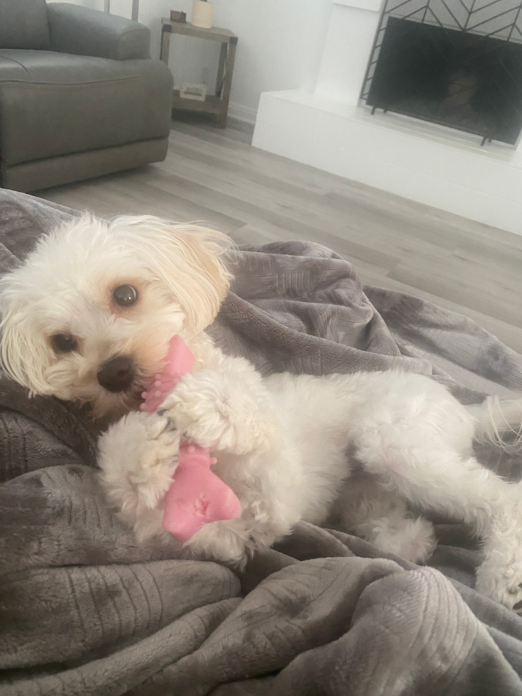 Energetic Maltepoo Poodle Mix Pup