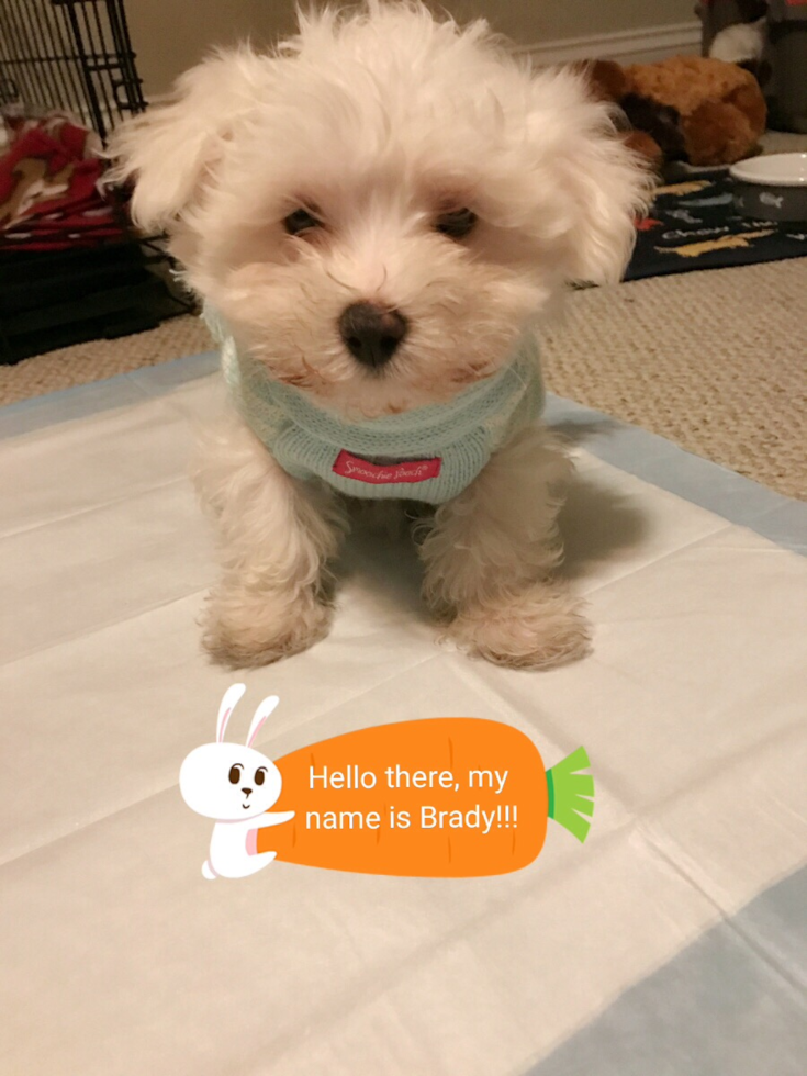 Energetic Maltese Pup in San Mateo CA