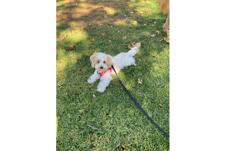 Cute Maltipoo Baby