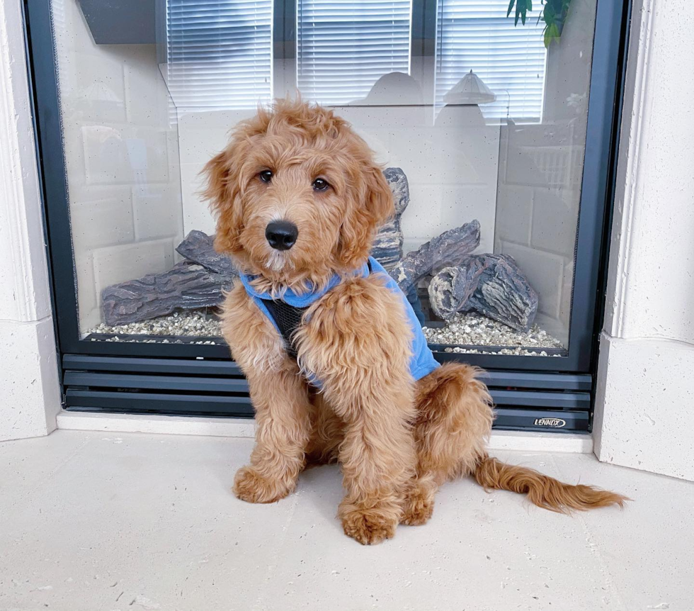 Mini Goldendoodle Being Cute