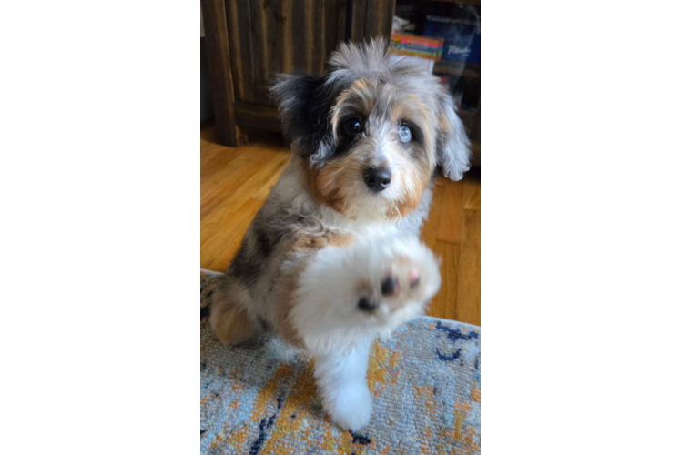 Playful Mini Aussiepoodle Poodle Mix Puppy