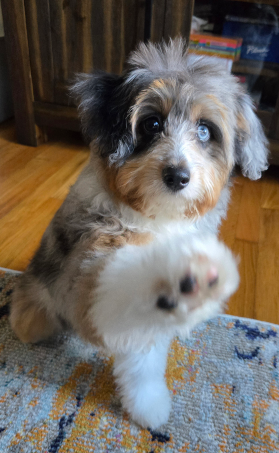 Mini Aussiedoodle