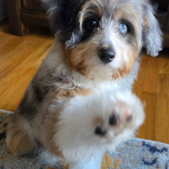 Mini Aussiedoodle Pup