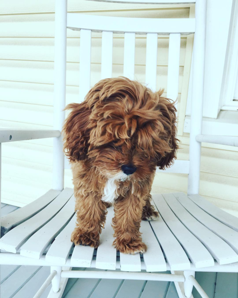 Funny Cavapoo Poodle Mix Pup